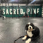 Sacred Pine Winter Classic logo